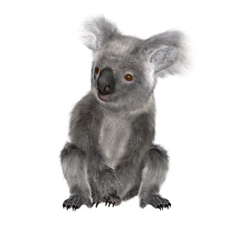 Koala Png Images Transparent Koala Imagespng Images Pluspng Images