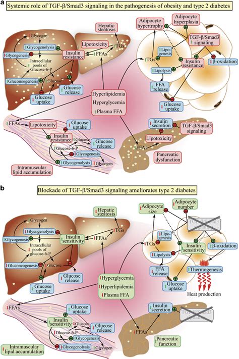 Systemic Role Of Tgf Smad Signaling In The Pathogenesis Of Type