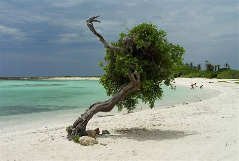 Baby Beach, Aruba Sights & Attractions - Project Expedition