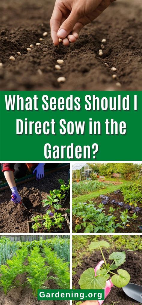 What Seeds Should I Direct Sow In The Garden Growing Vegetables In Pots Container Gardening