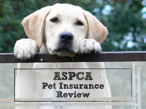 Aspca Pet Insurance Review Coverage By A 150 Year Old Organization