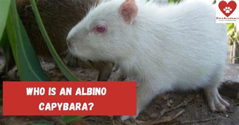 Who Is An Albino Capybara? Read This To Find Out More About Albino ...