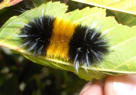 Black And Yellow Caterpillars With How To Identify Them American