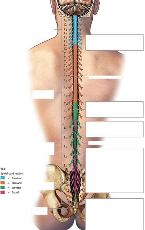 Spinal Cord Segments And Nerves Diagram Quizlet