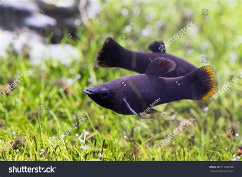 Black Molly Fish Stock Photo 513301378 - Shutterstock