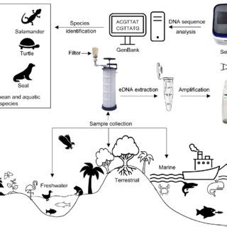 PDF Applications Of Environmental DNA EDNA To Detect Subterranean