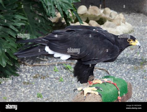 Aquila Verreauxii Hi Res Stock Photography And Images Alamy