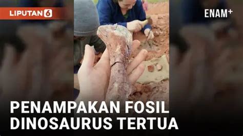 VIDEO Penemuan Fosil Dinosaurus Berusia 233 Juta Tahun Di Brasil