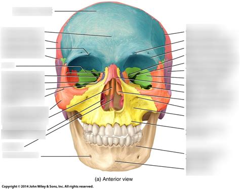 Skull Frontal View Diagram Quizlet