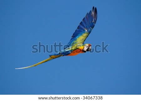 Macaw Parrot Flying Stock Photo 34067338 : Shutterstock