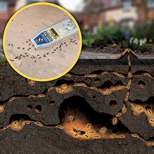 NOPE Boite à appât Anti Fourmis 2x3 piège à Fourmis intérieur et