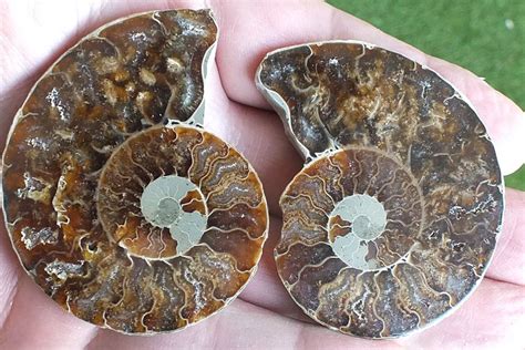 Ammonite Mollusque C Phalopode Fossile Grammes Ch Kaufen Auf Ricardo