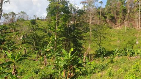 Decomisan Mil Arbustos De Hoja De Coca En Olancho