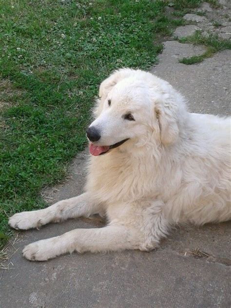 Kuvasz Kuvasz Beautiful Dogs Great Pyrenees