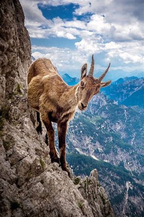 Intrepid Goat Just Loves Living Life On The Edge As It Balances On