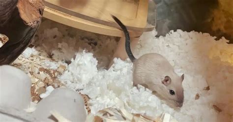 What's the Best Bedding for Gerbils? Best Products and Tips - LittleGrabbies