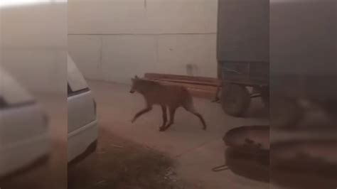 Capturaron A Un Aguar Guaz Que Se Encontraba Deambulando Al Oeste De