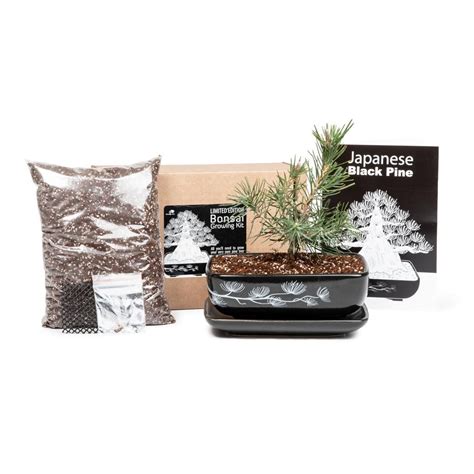 Bundles and Kits Tagged "Bonsai Kit" - Bonsai Tree (Pty) Ltd.