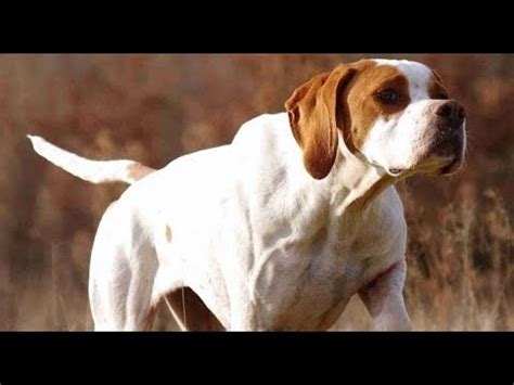 3 English pointer training 8 Month Old - YouTube