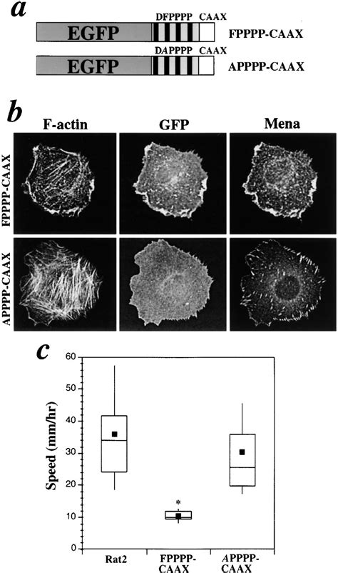 Negative Regulation Of Fibroblast Motility By Ena Vasp Proteins Cell