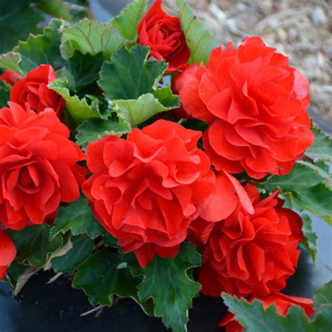 Nonstop Red Begonia Buchanan S Native Plants