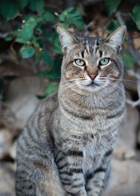 Cat Tabby Pet Free Photo On Pixabay