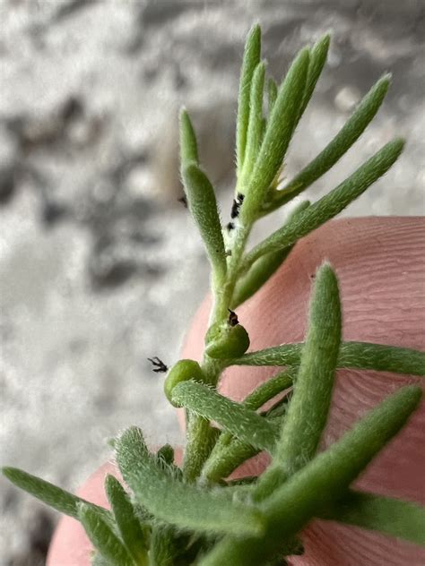 Barrier Saltbush From Ulladulla Harbour Ulladulla Nsw Au On March