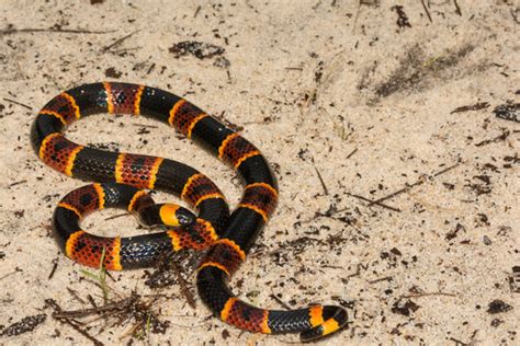 "Coral Snake" Images – Browse 29 Stock Photos, Vectors, and Video | Adobe Stock