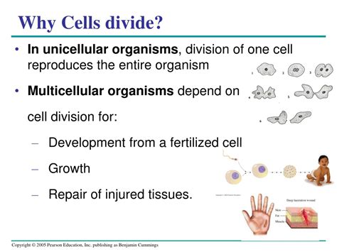 Ppt Why Cells Divide Powerpoint Presentation Free Download Id 9381689