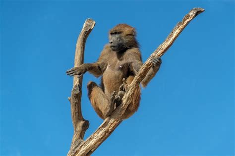 Premium Photo | Guinea baboon monkey ape