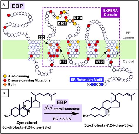 A Mapping Alanine Scanning Mutagenesis And Known Disease Causing