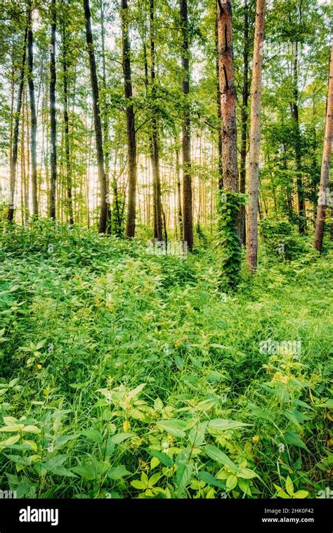 mixed evergreen forest  res stock photography  images alamy