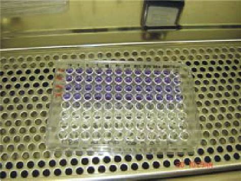 Microdilution Trays For The Reference Broth Microdilution Method