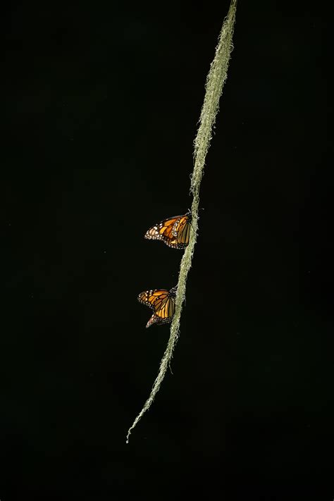 Can monarchs adapt to a rapidly changing world?