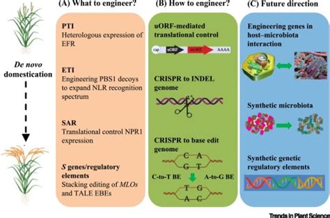 Towards Engineering Broad Spectrum Disease Resistant Crops Trends In Plant Science