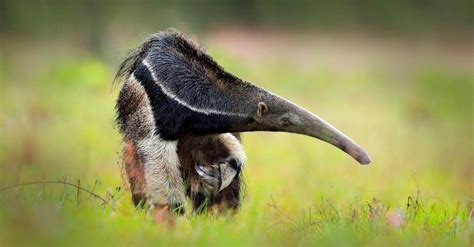 Anteater - A-Z Animals