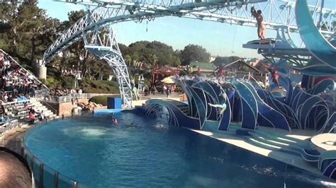 Sea World Dolphin Show Youtube