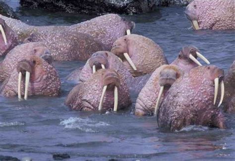 Marine Life: Arctic Walrus