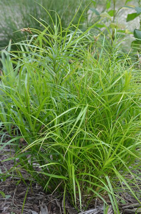 Carex Muskingumensis Palm Sedge Prairie Moon Nursery