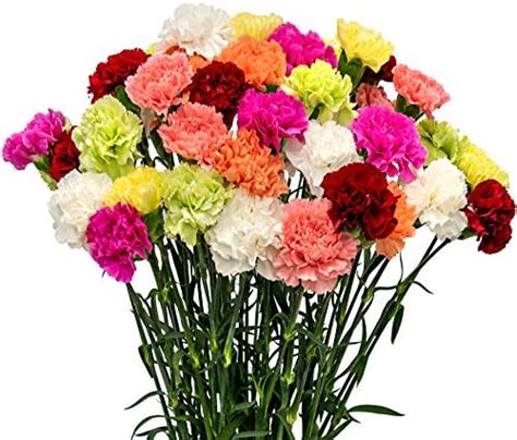 Amazon Globalrose Stems Of Fresh Cut Assorted Colors Spray