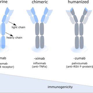 (PDF) How mRNA therapeutics are entering the monoclonal antibody field