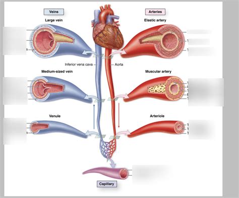 Types Of Blood Vessels Diagram Diagram Quizlet