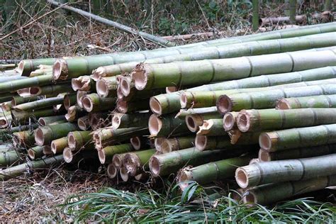 Farming Growing Bamboo for Profit | Bambu Batu