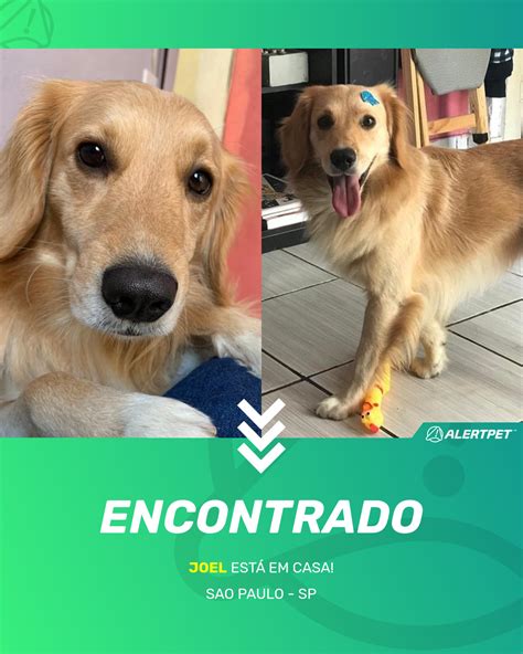 Cachorro Encontrado Sao Paulo Sp Joel Alertpet