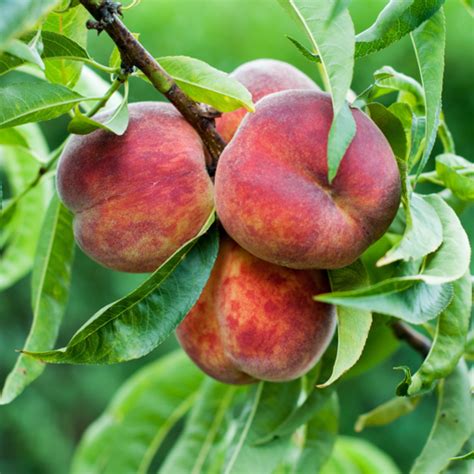 Ruby Prince Peach Trees For Sale At Arbor Days Online Tree Nursery