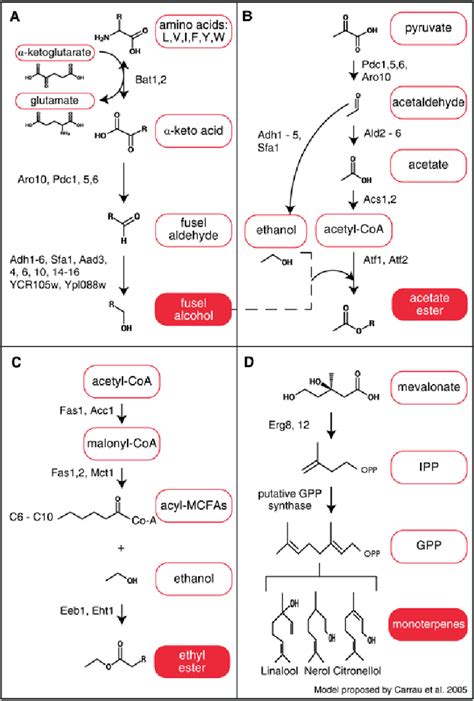 Figure From Review Of Aroma Formation Through Metabolic Pathways Of