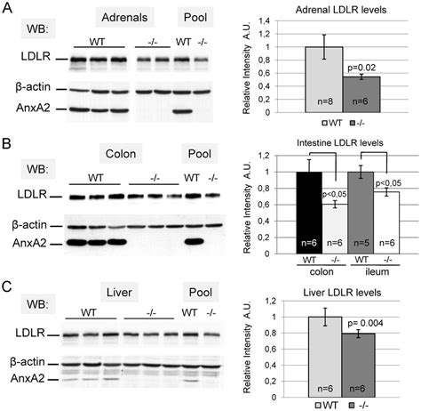 Ldlr Level Is Decreased In Extrahepatic Tissues Of Anxa Mice Ac