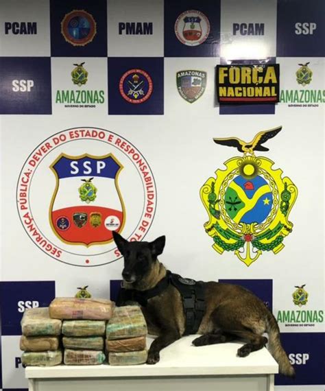 Dez Quilos De Drogas São Encontrados Durante Ação Da Base Arpão Ssp