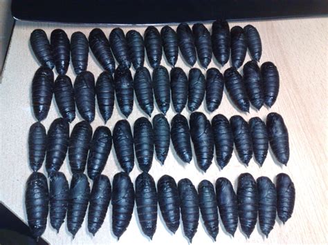 LEPIDOPTERA LIFE CYCLES: Citheronia splendens – Dave the Bug Guy