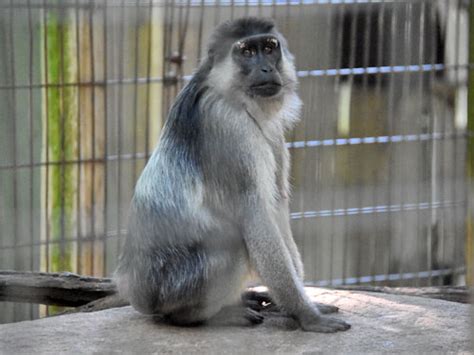 Macaca ochreata / Booted macaque in zoos